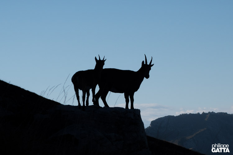 Aravis (© P. Gatta)