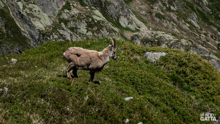Wildlife close to Pierre à Bérard (© P. Gatta)