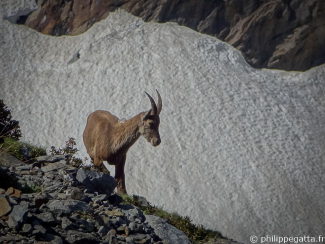 Chamois (© A. Gatta)