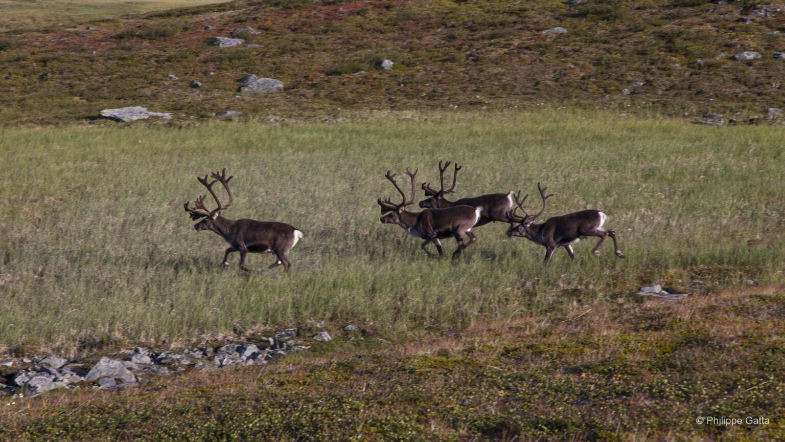Kungsleden - Kebnekaise, Sweden