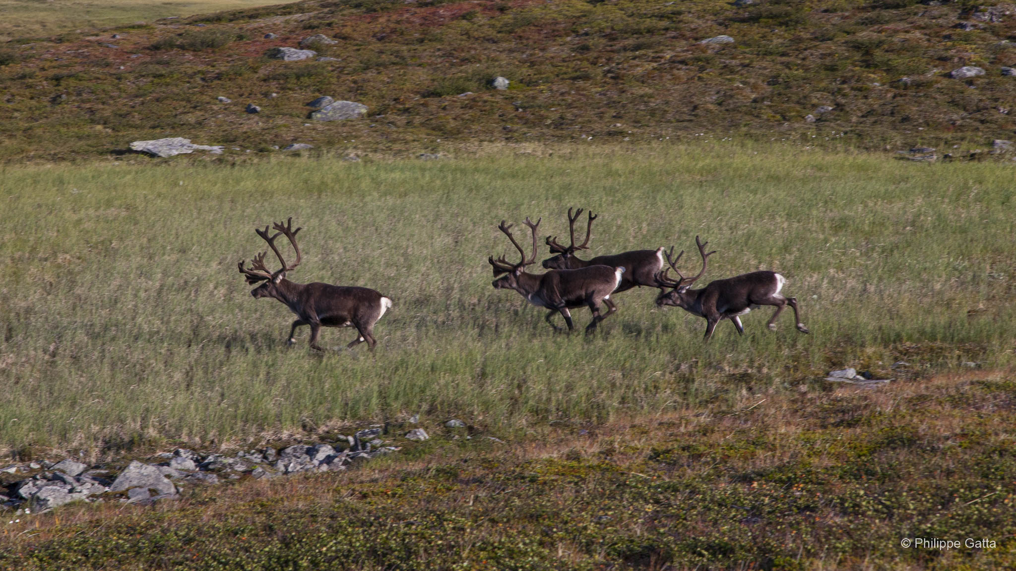 Kungsleden - Kebnekaise, Sweden